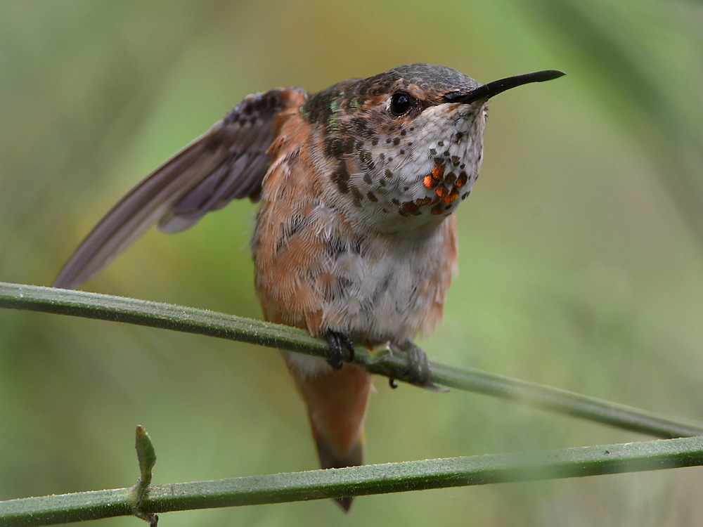 Hummer.jpg