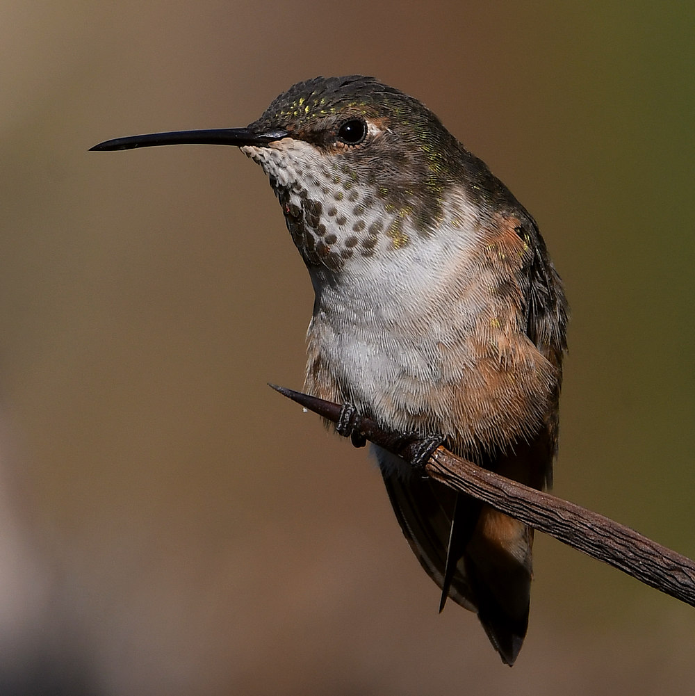 Hummer.jpg