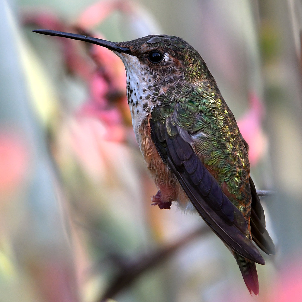 Hummer.jpg