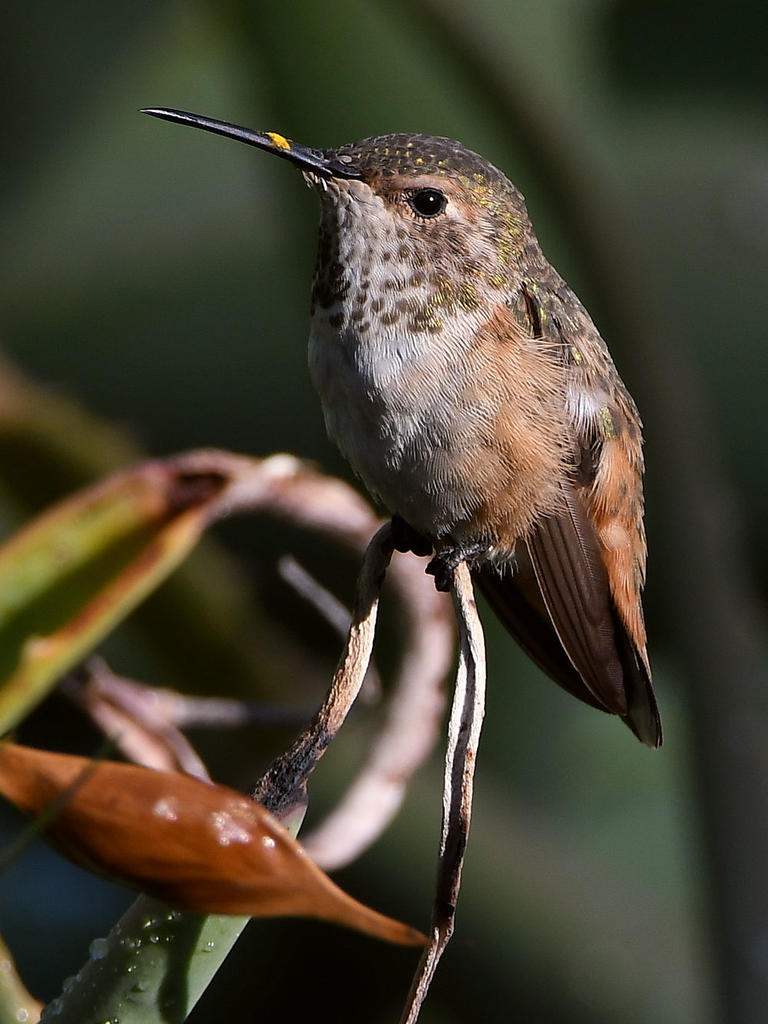 Hummer.jpg