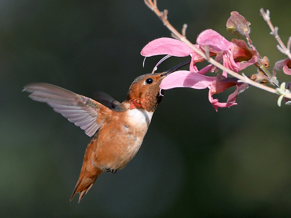 Hummer.jpg