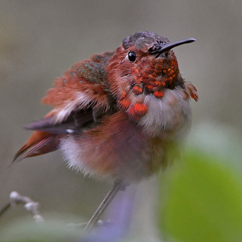 Hummer.jpg