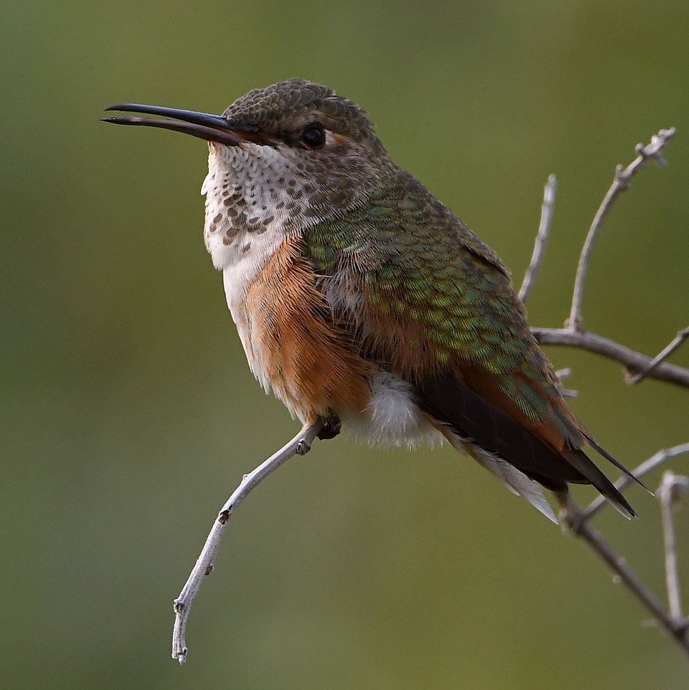 Hummer.jpg