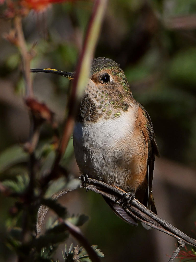 Hummer.jpg