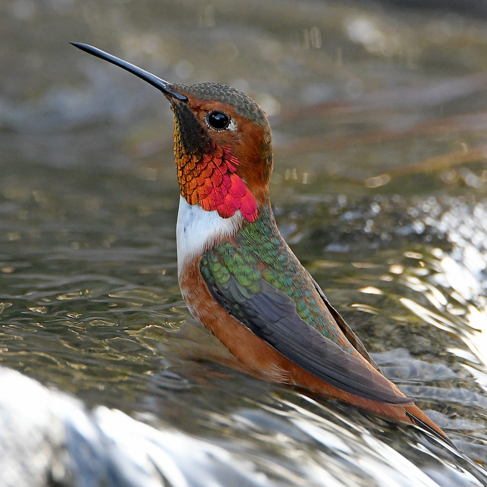 Hummer.jpg