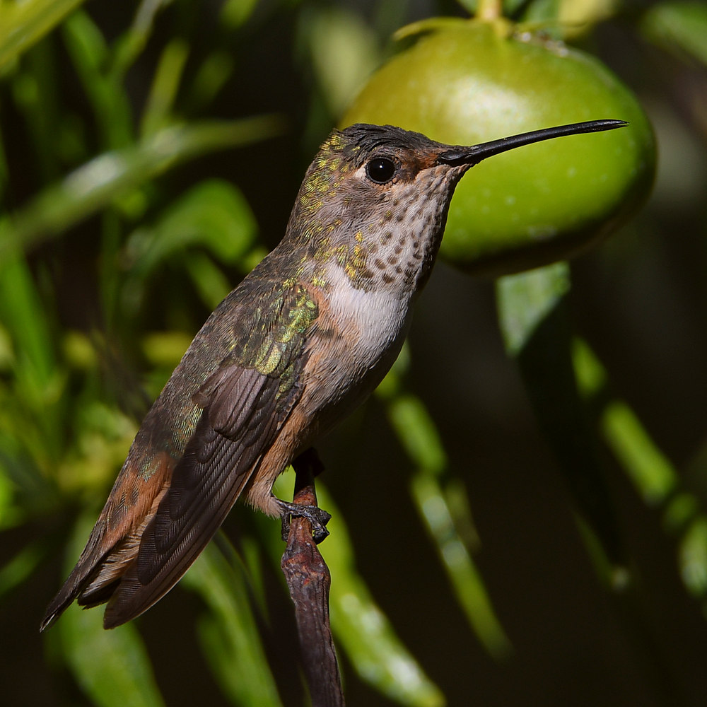 Hummer.jpg