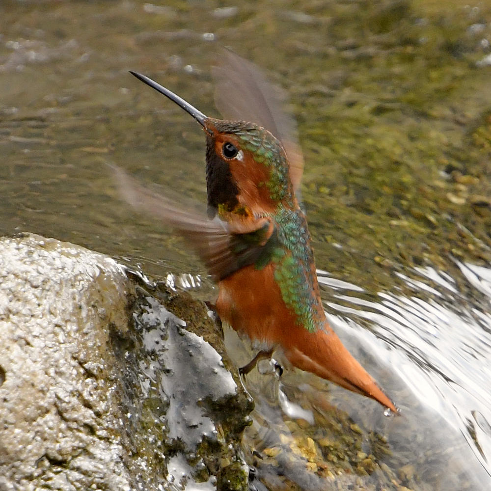 Hummer.JPG
