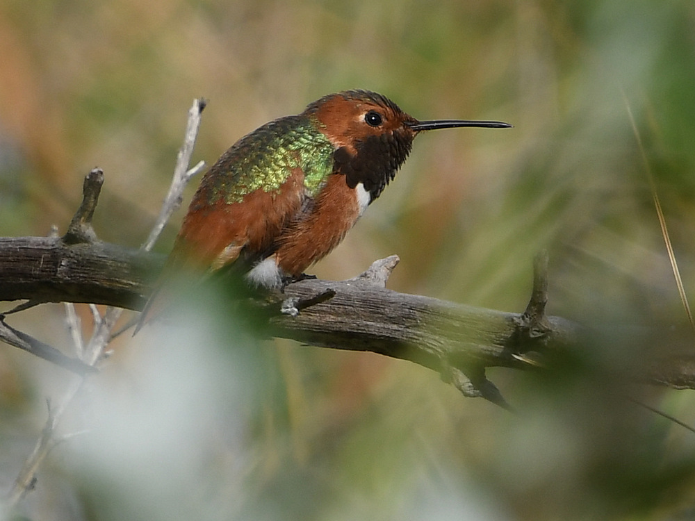 Hummer.jpg