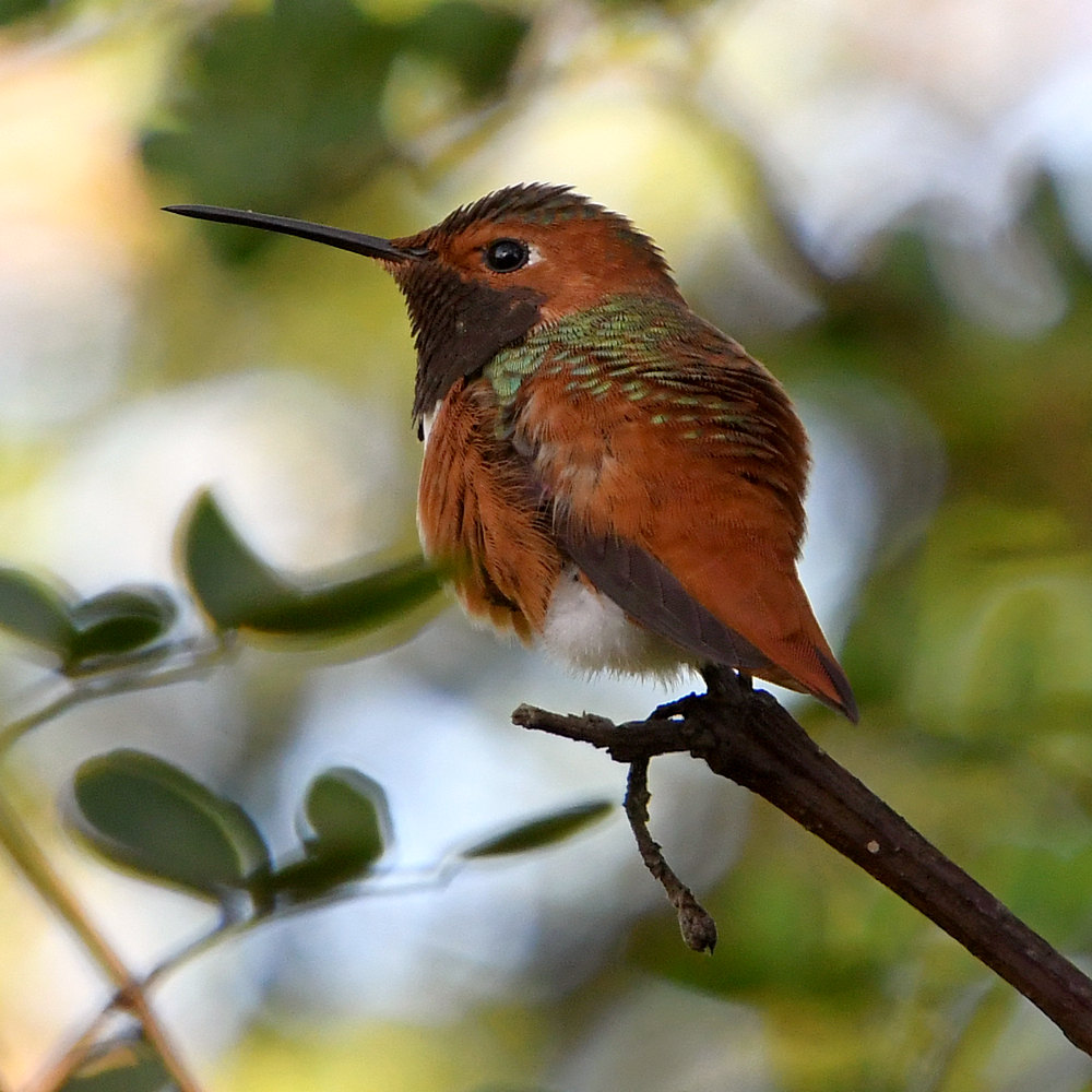 Hummer.jpg