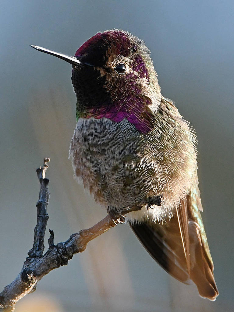 Hummer.jpg
