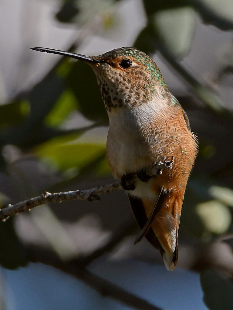Hummer.jpg