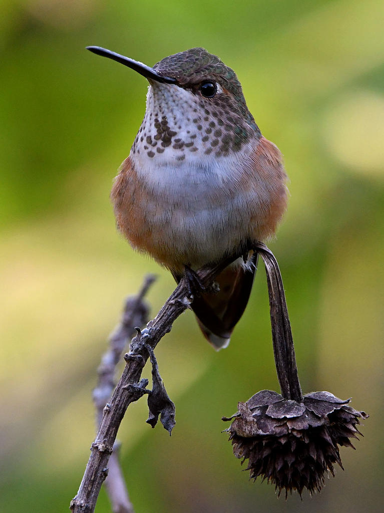 Hummer.jpg