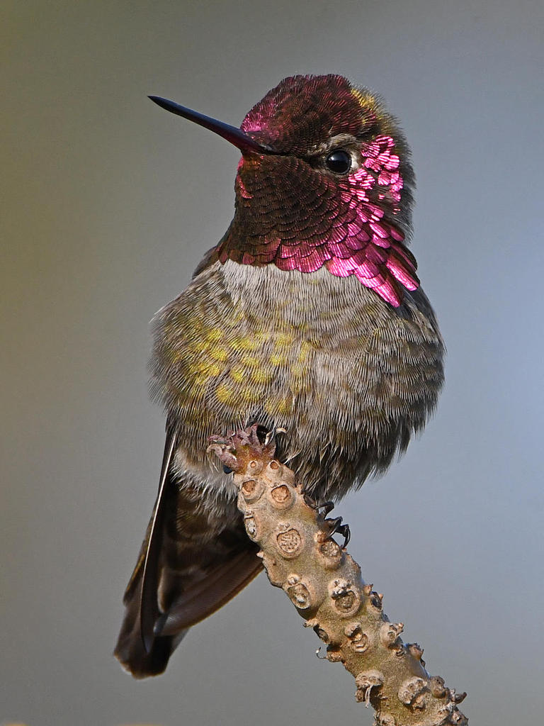 Hummer.jpg