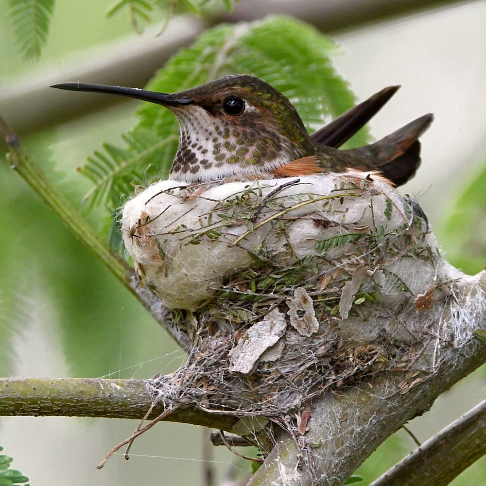 Hummer.jpg