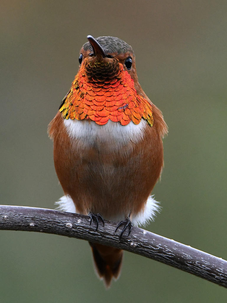 Hummer.jpg