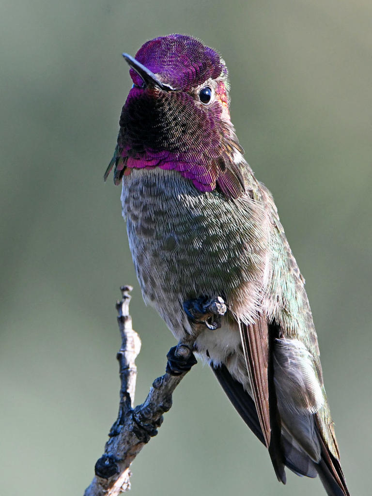 Hummer.jpg