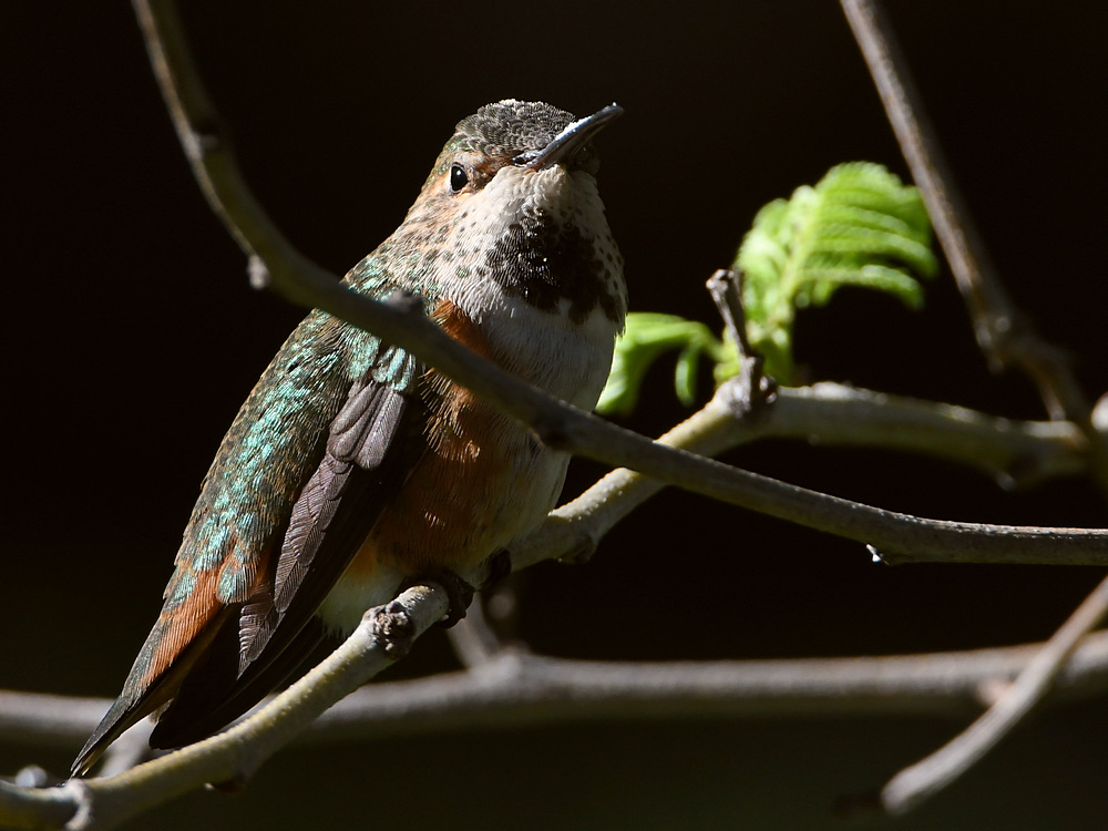 Hummer.jpg