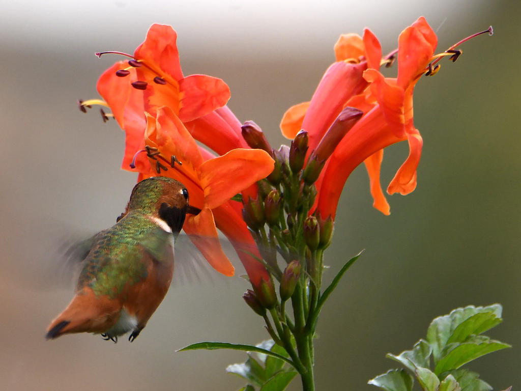 Hummer.jpg