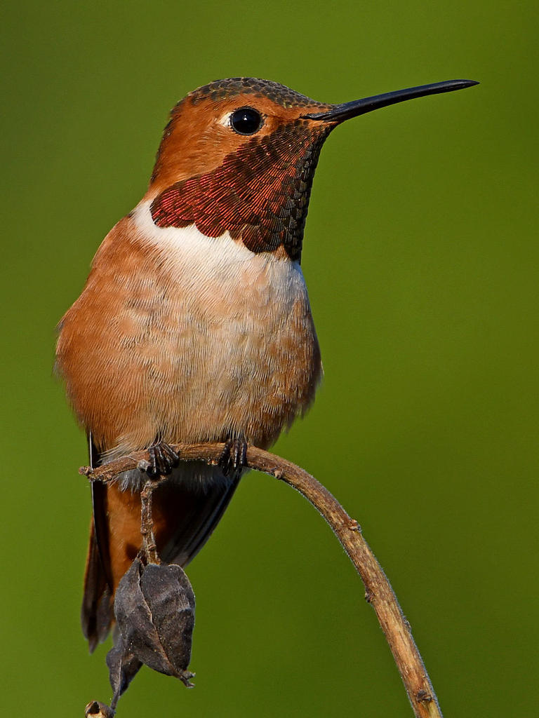 Hummer.jpg