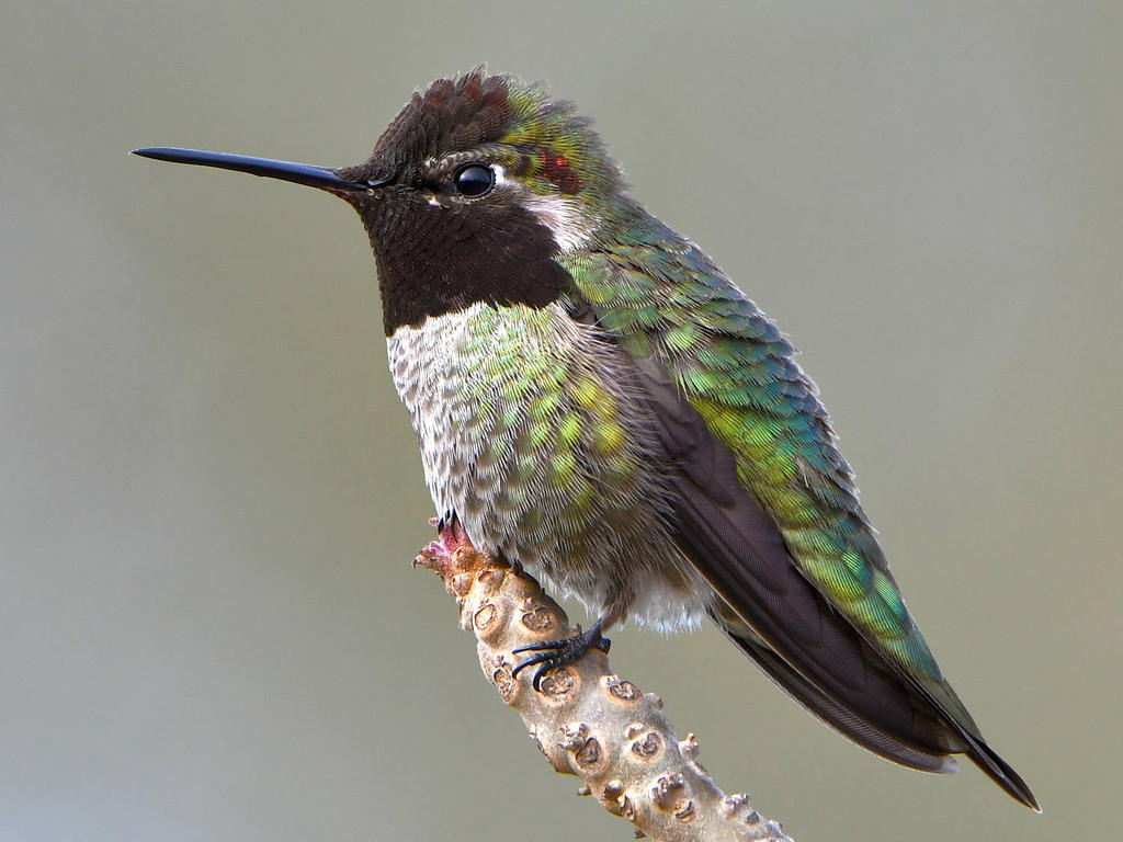 Hummer.jpg