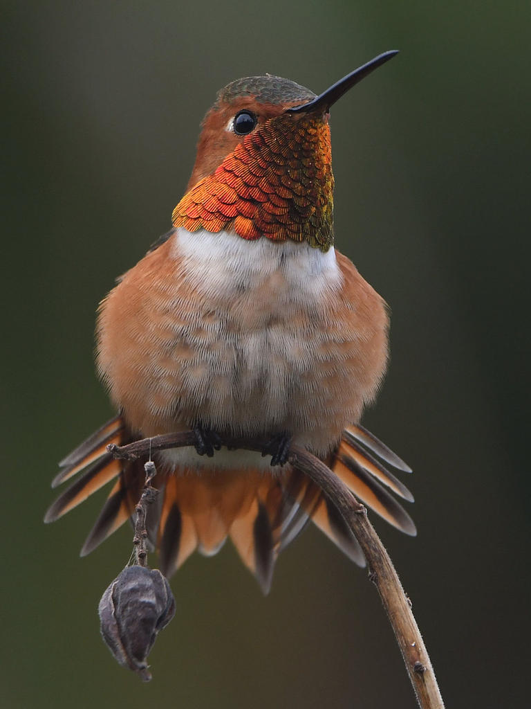 Hummer.jpg