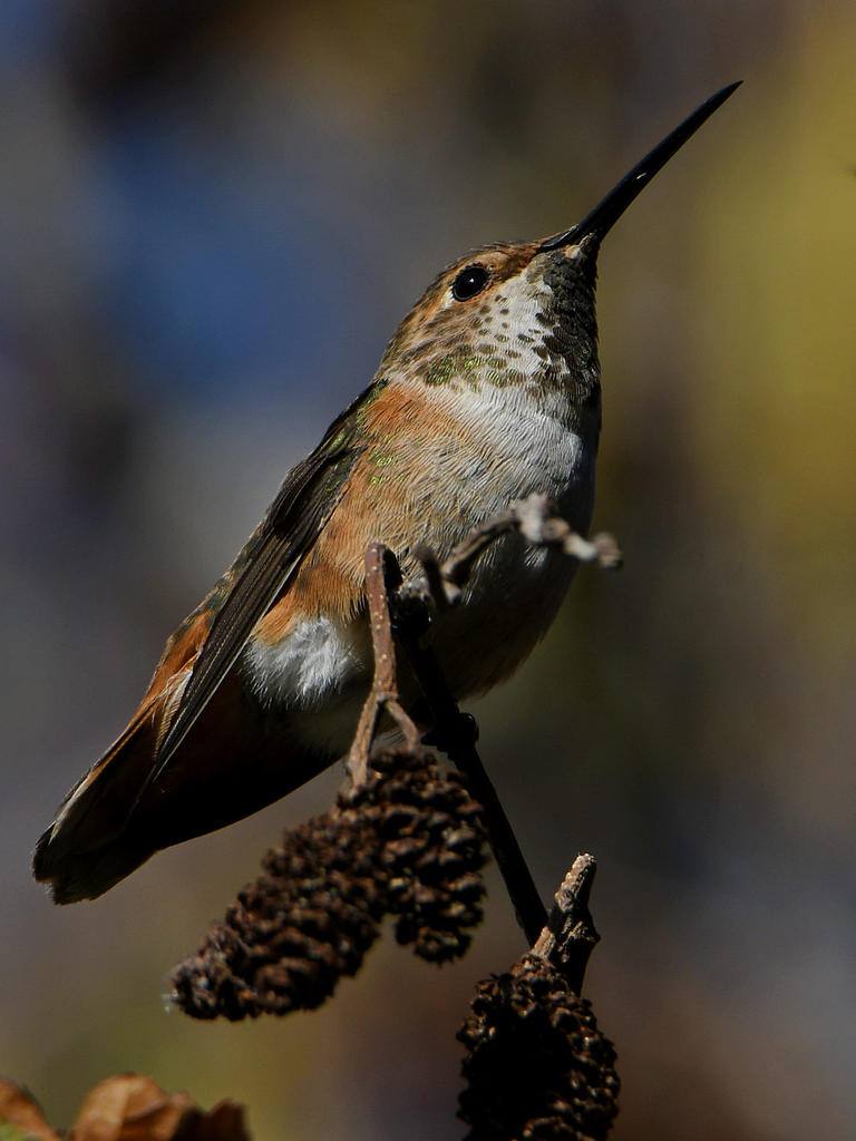 Hummer.jpg