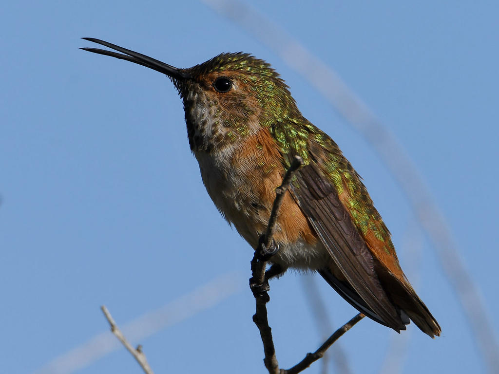 Hummer.jpg