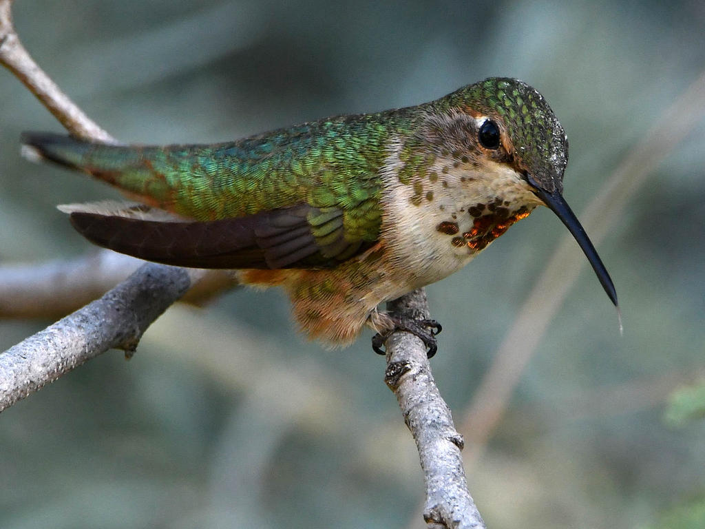 Hummer.jpg