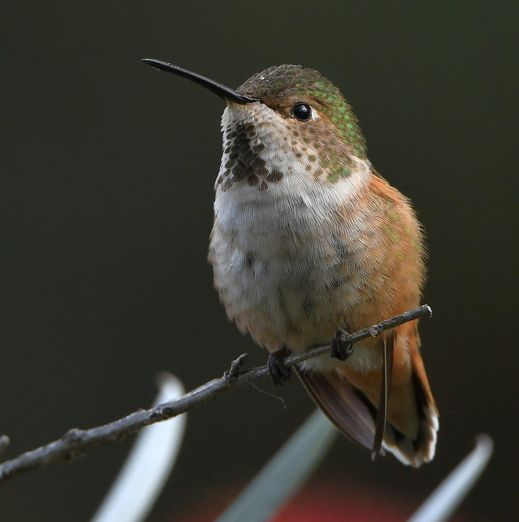 Hummer.jpg