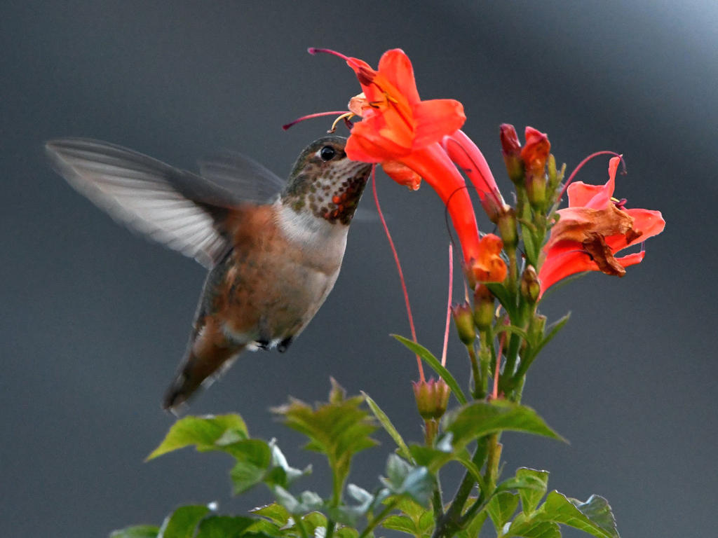 Hummer.jpg