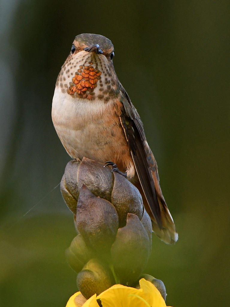 Hummer.jpg