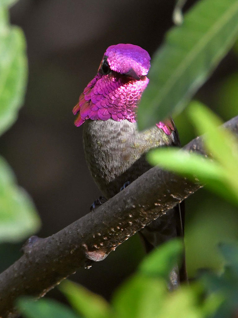 Hummer.jpg
