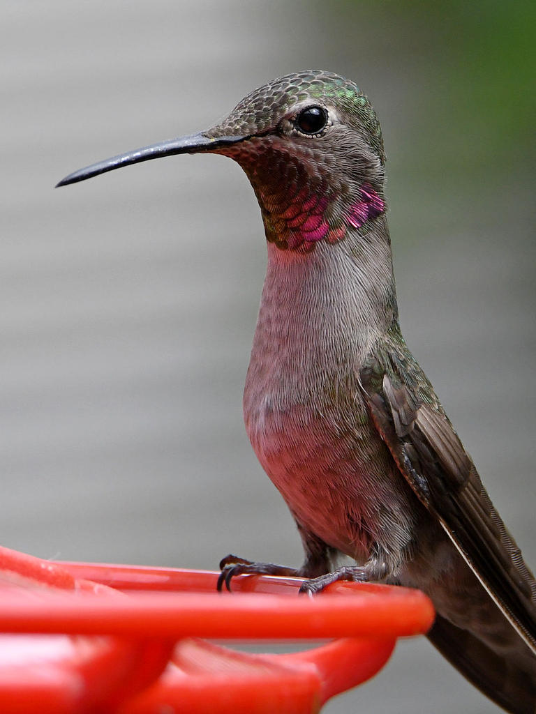 Hummer.jpg