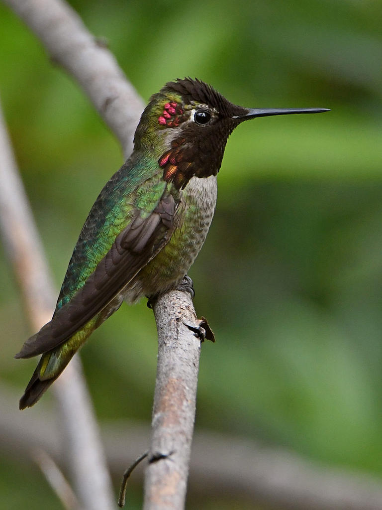 Hummer.jpg