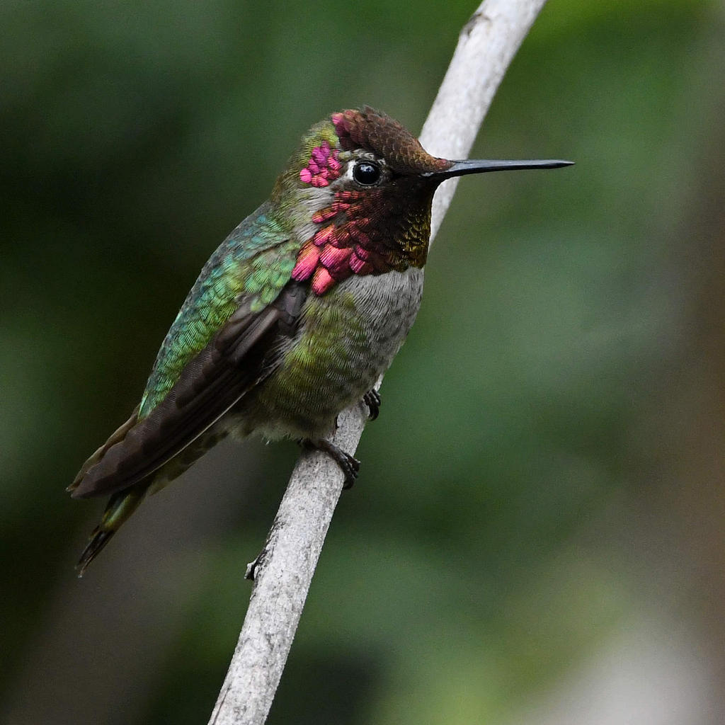 Hummer.jpg
