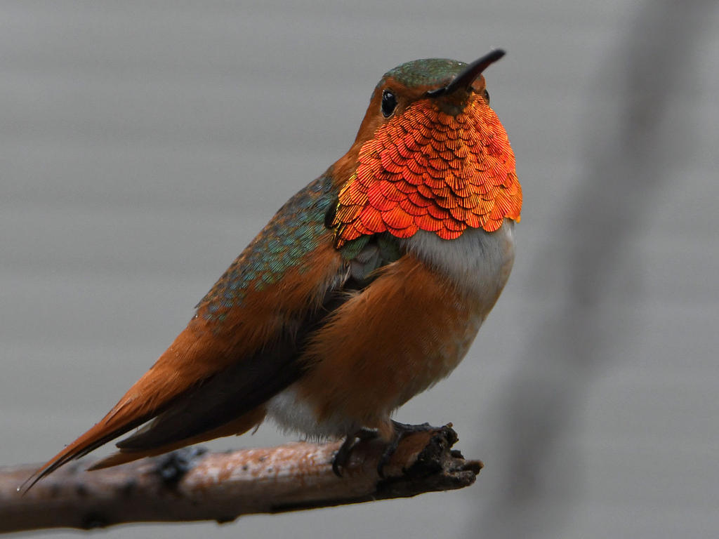 Hummer.jpg