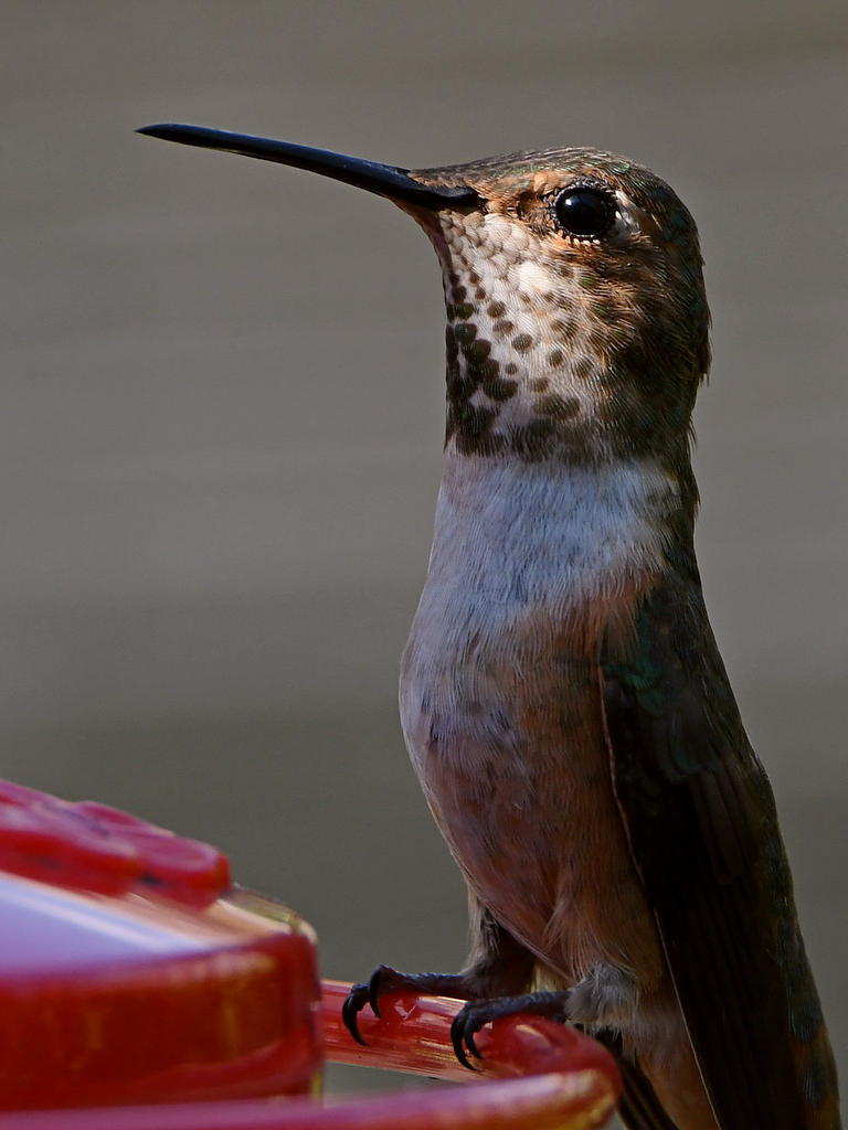 Hummer.jpg