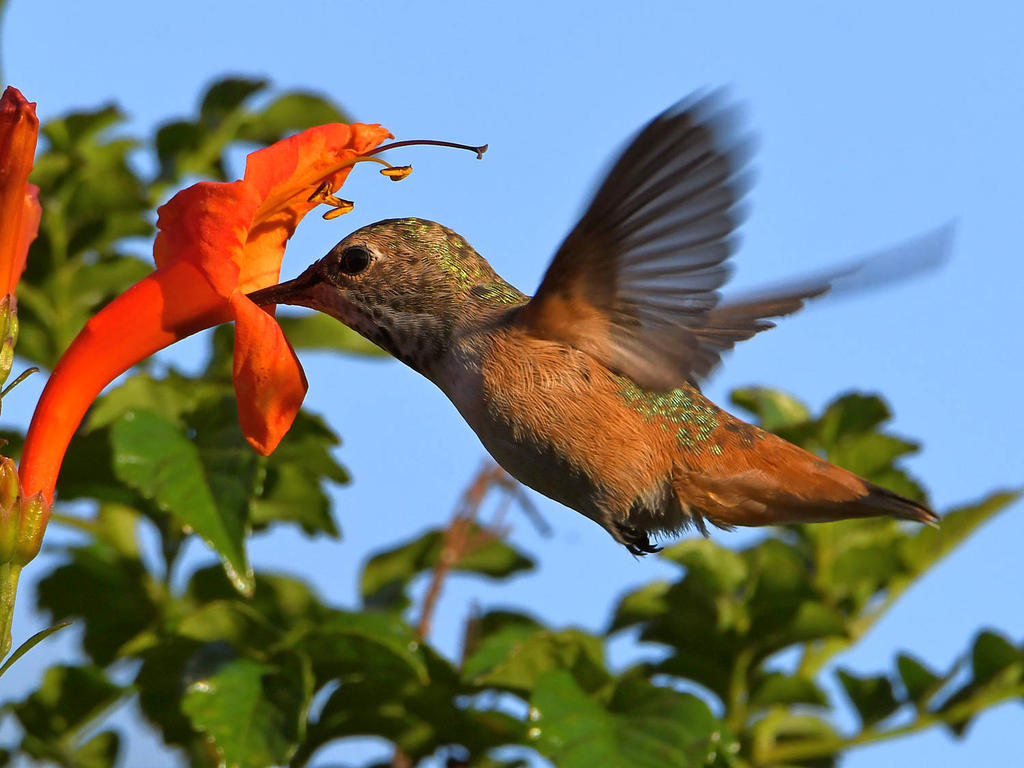 Hummer.jpg