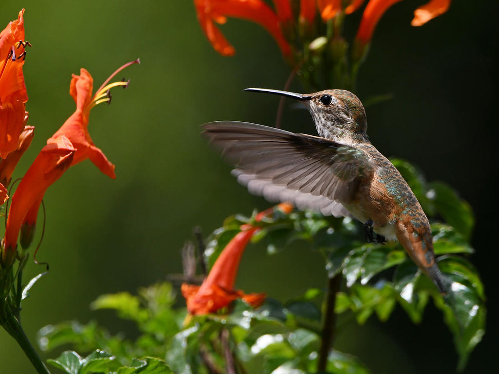 Hummer.jpg