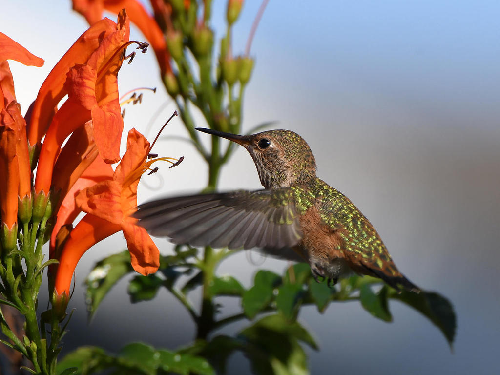 Hummer.jpg