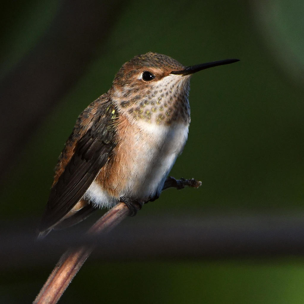 Hummer.jpg