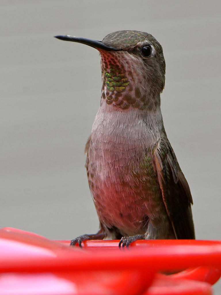 Hummer.jpg