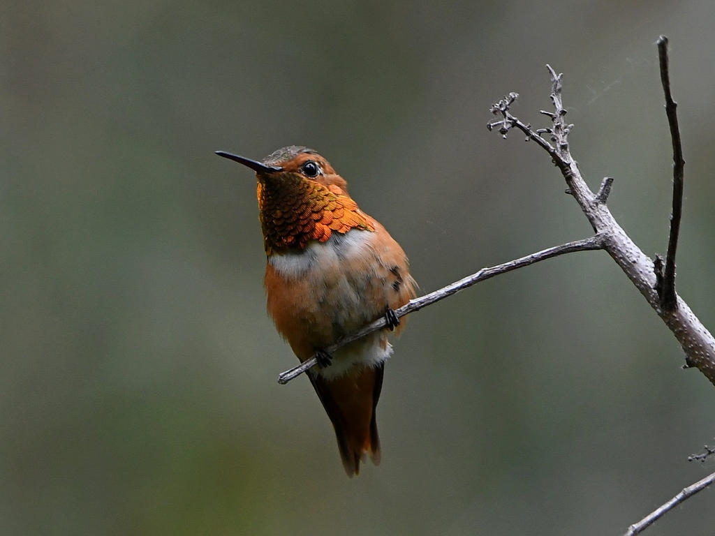 Hummer.jpg