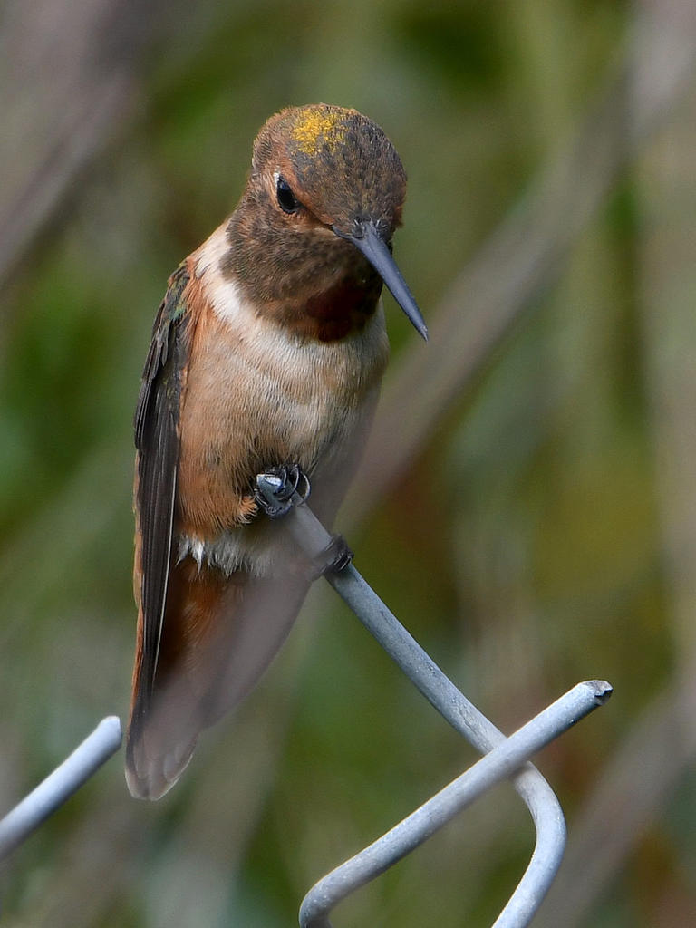Hummer.jpg