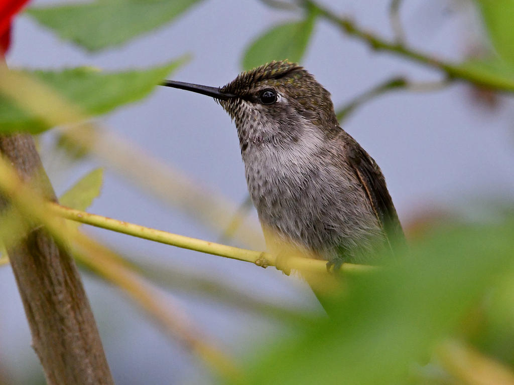 Hummer.jpg
