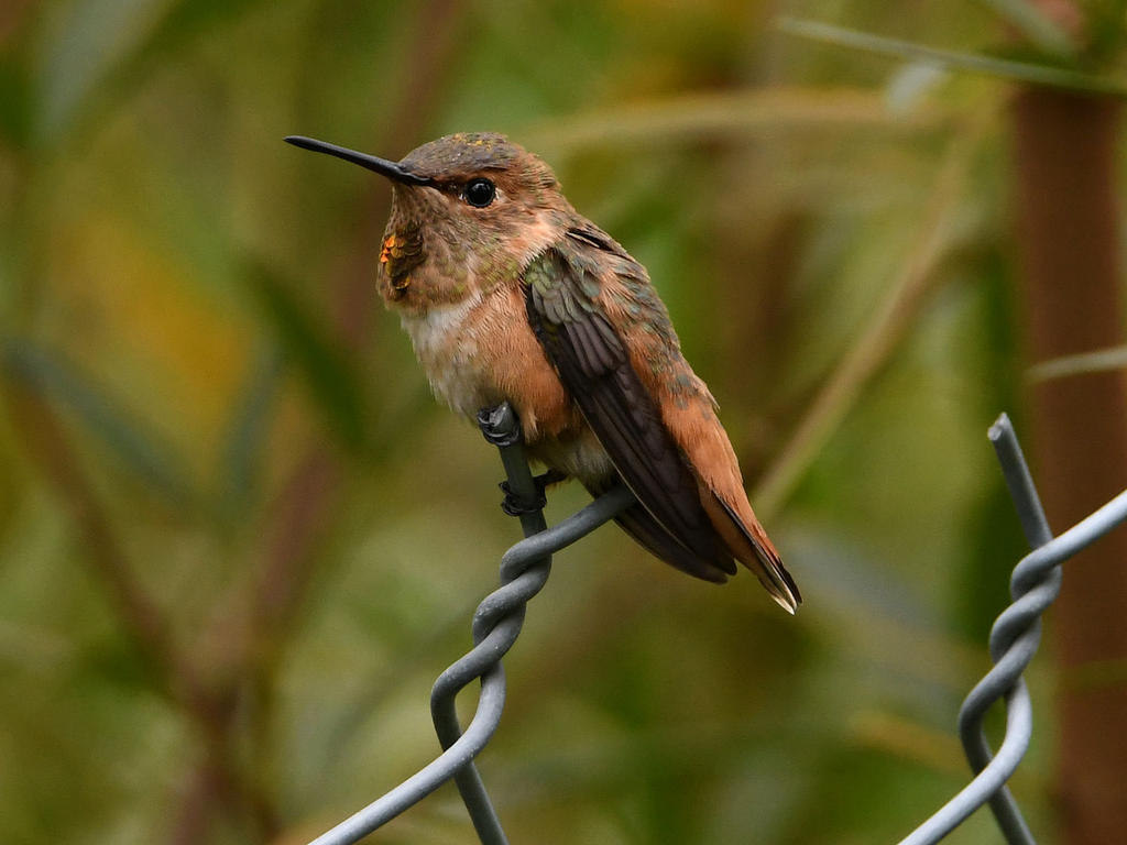 Hummer.jpg