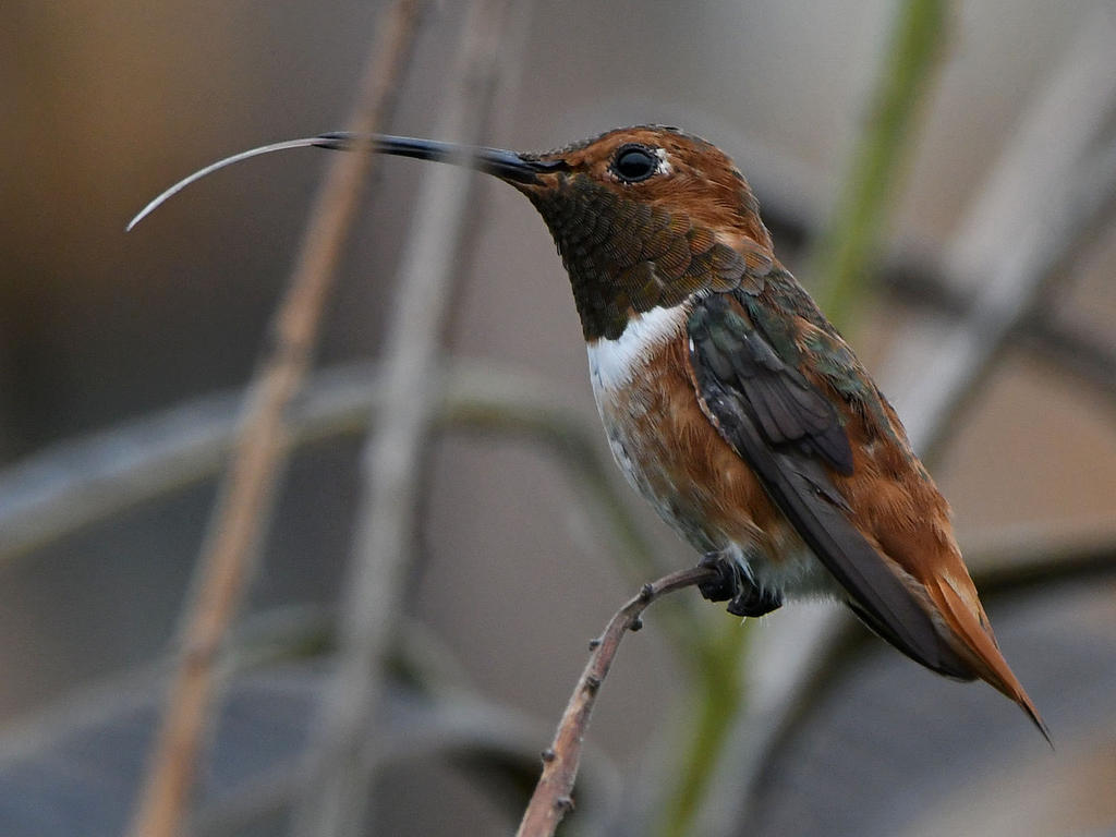 Hummer.jpg