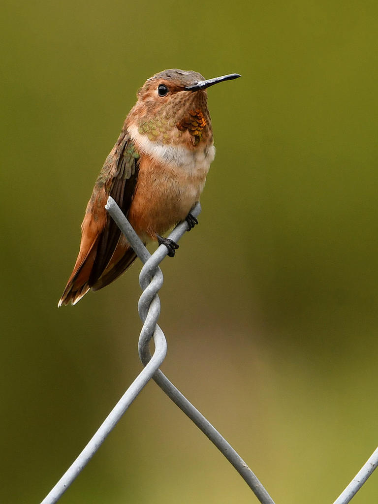 Hummer.jpg