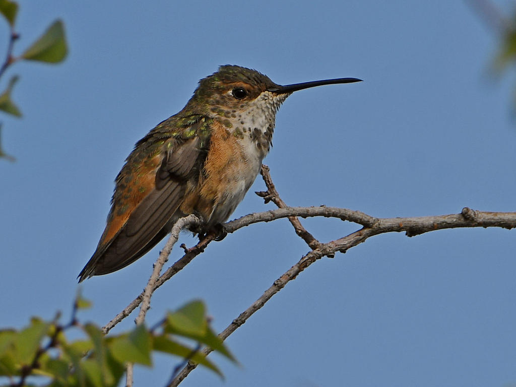 Hummer.jpg