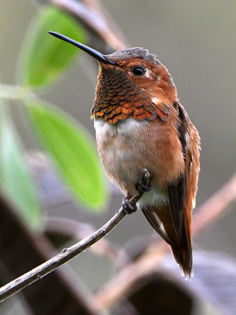 Hummer.jpg